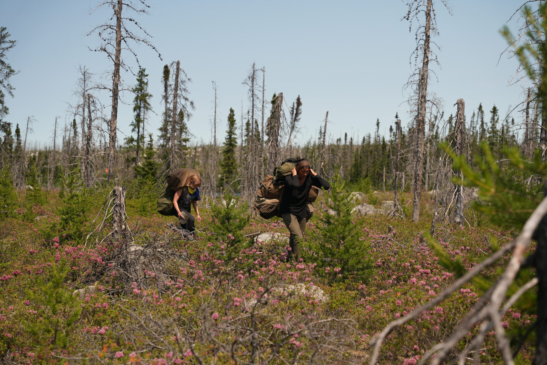 Hikers with backpacks in a sparse forest