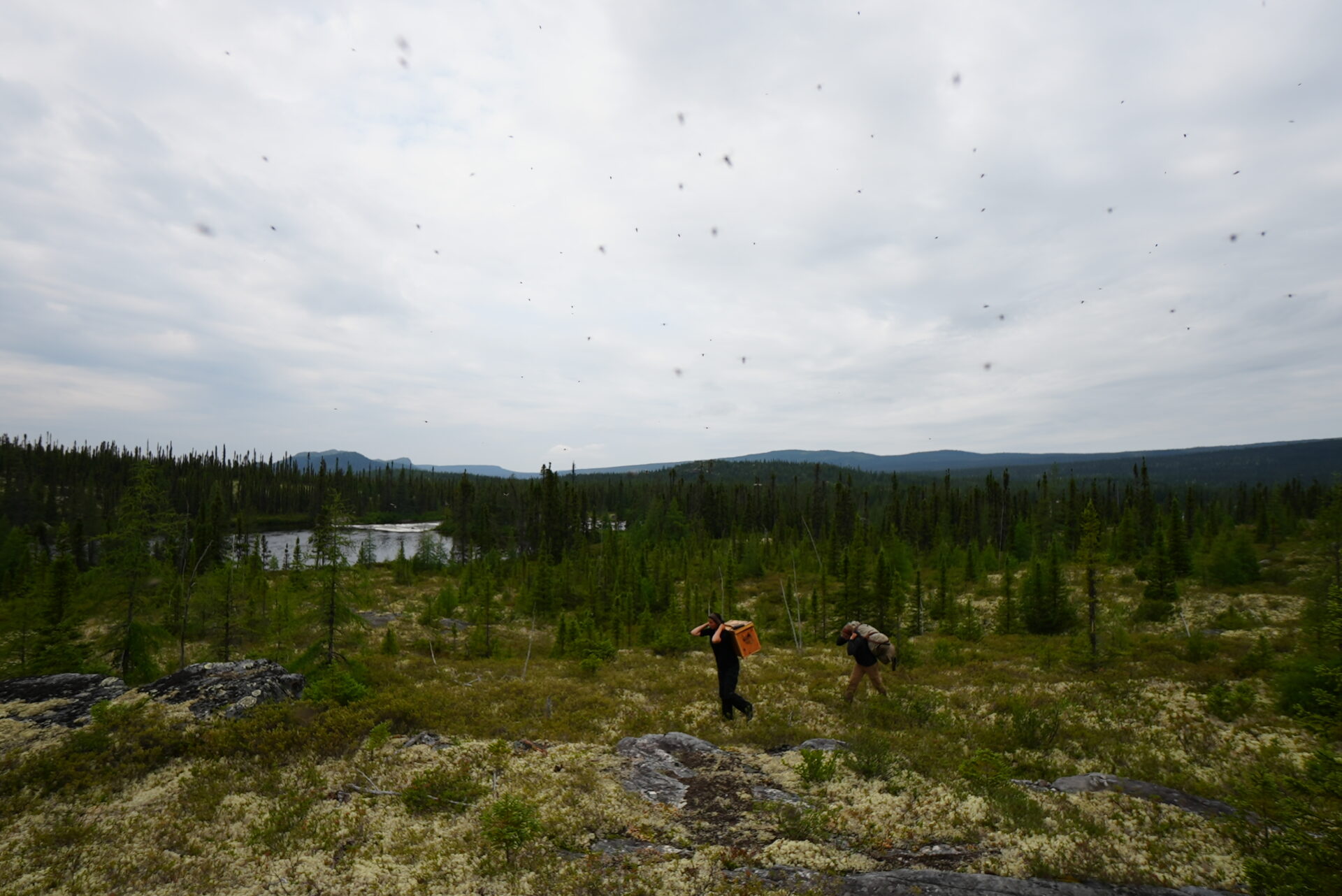 Two hikers in a lush forest landscape.