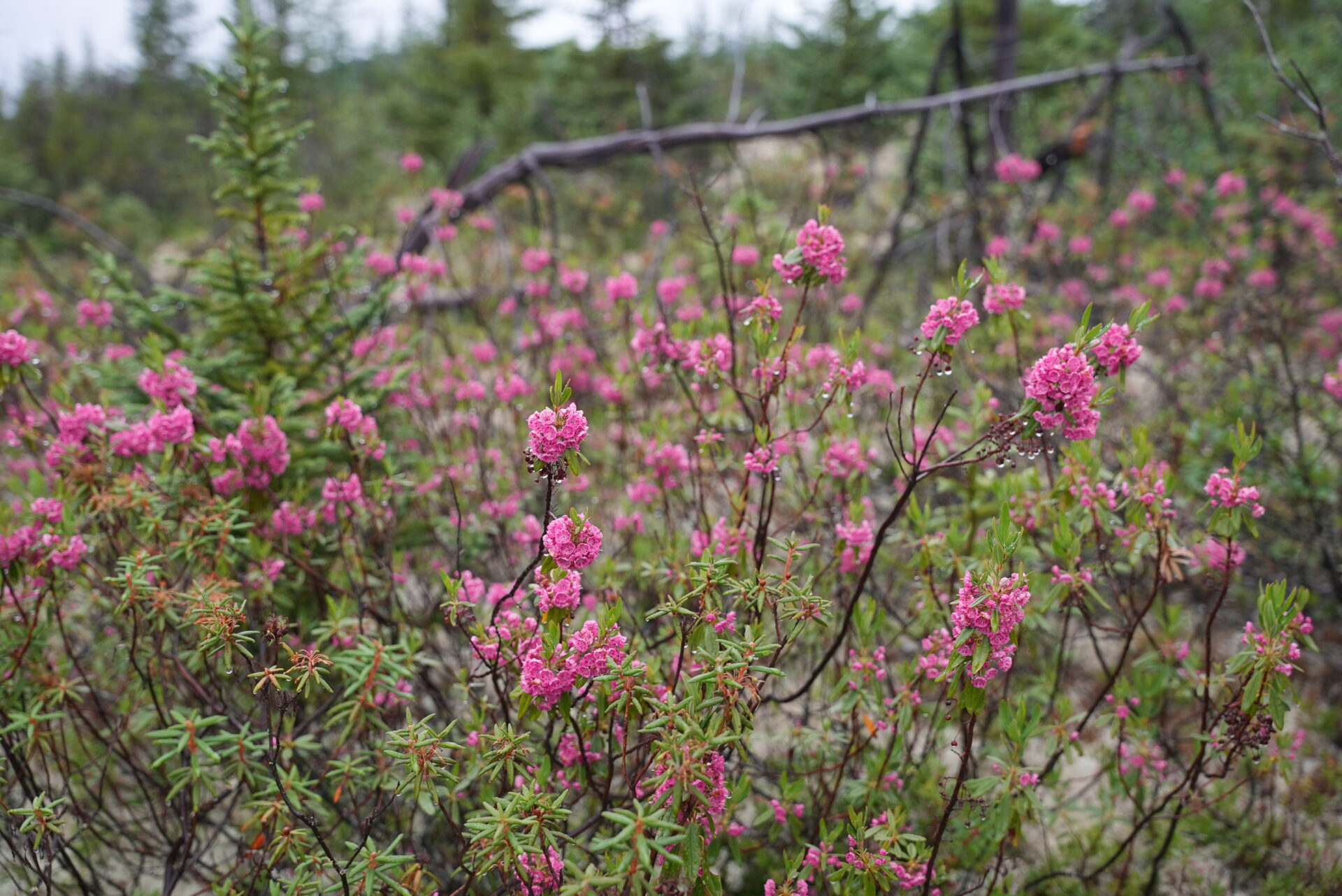 Pink wildflowers in a forest