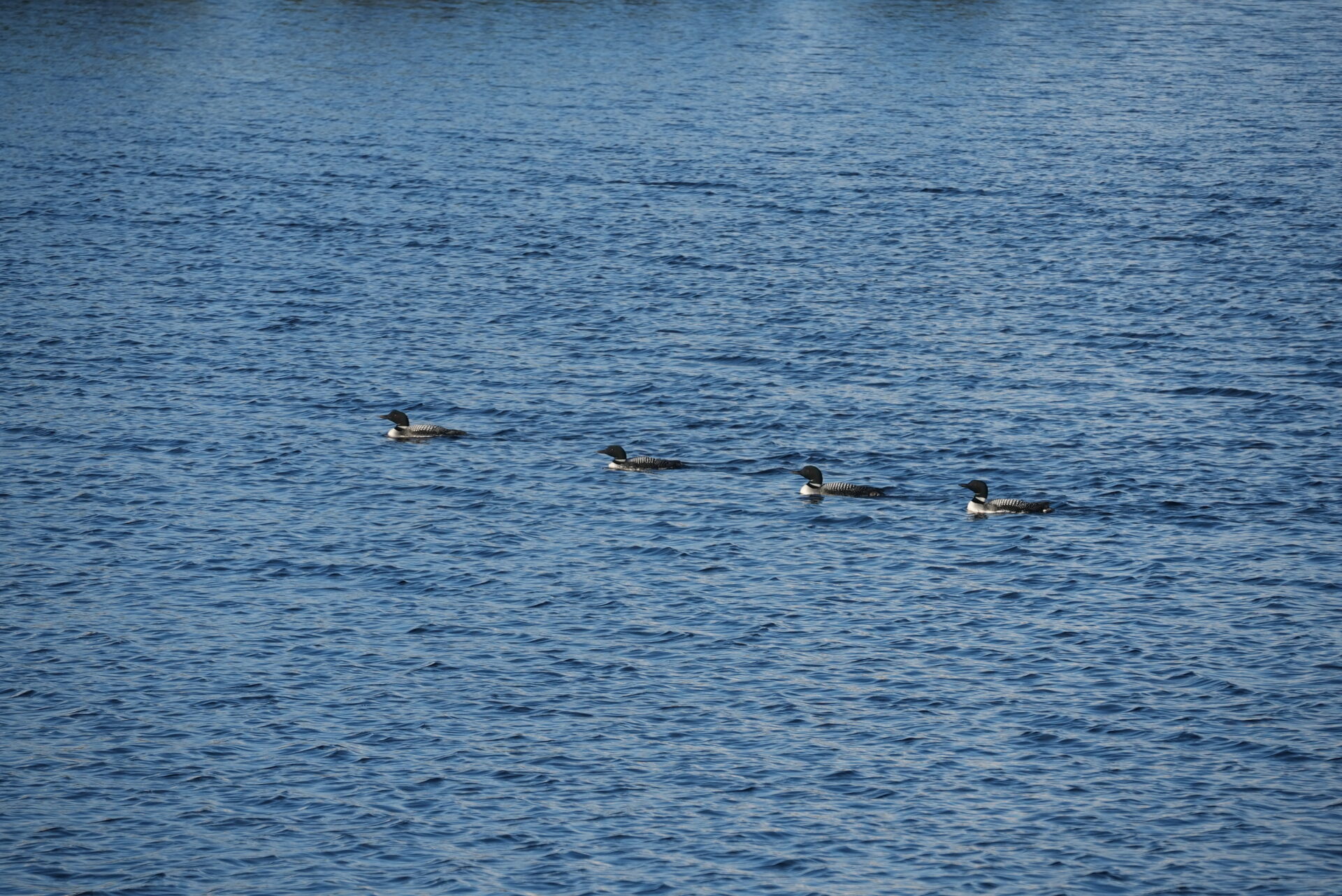 Four loons swimming in a blue lake