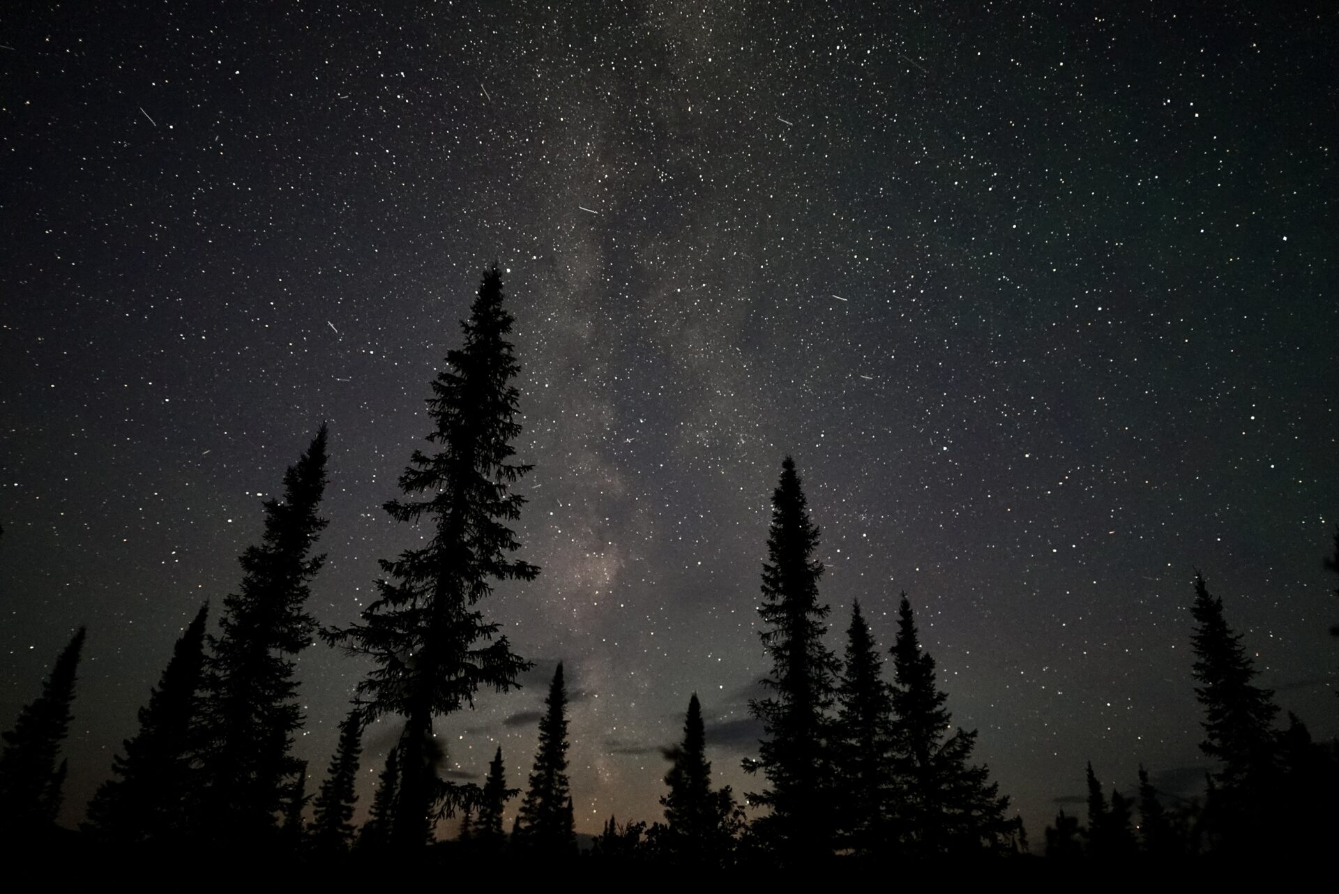 Night sky with stars and silhouette of trees