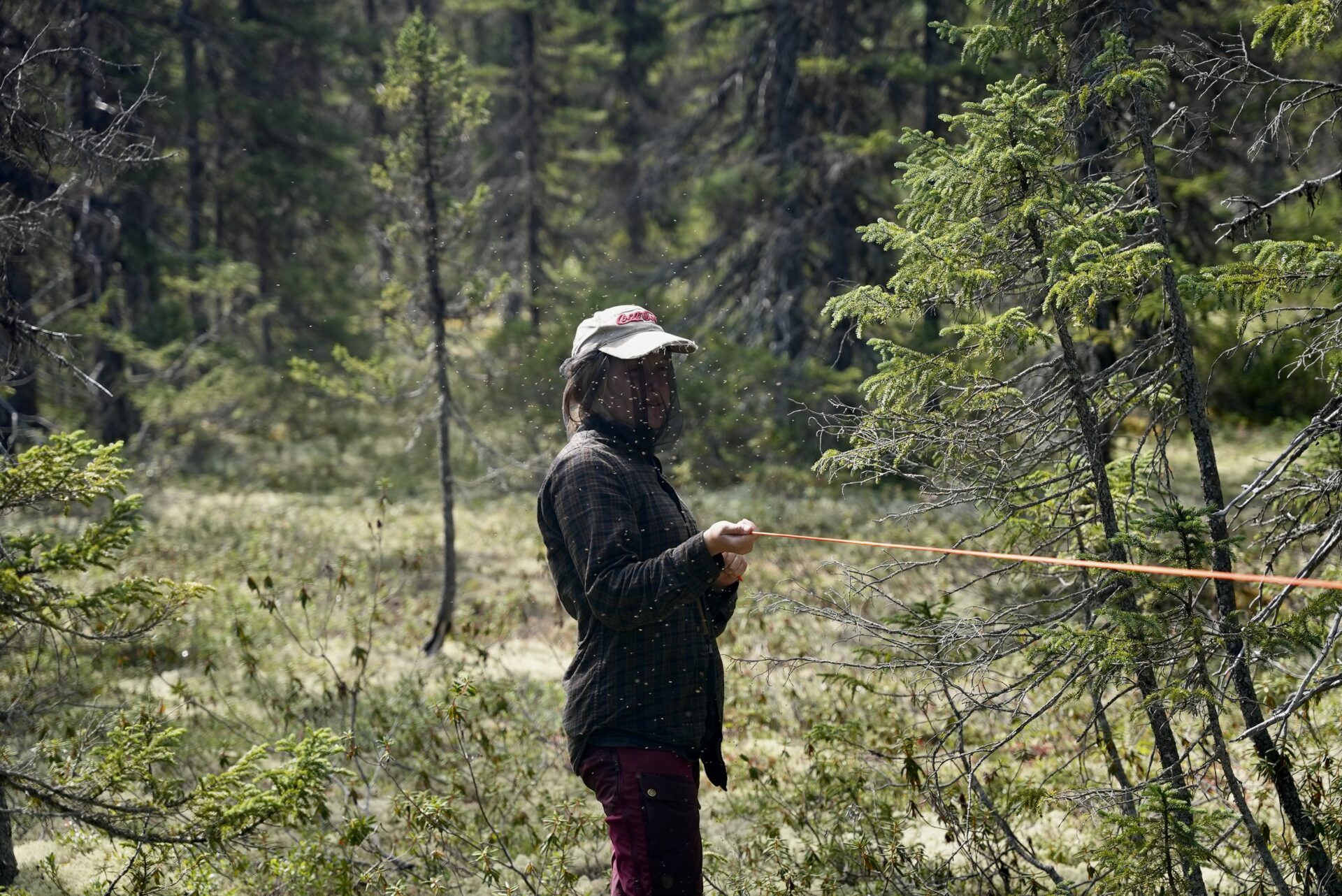 Person measuring in forest with mosquito net.