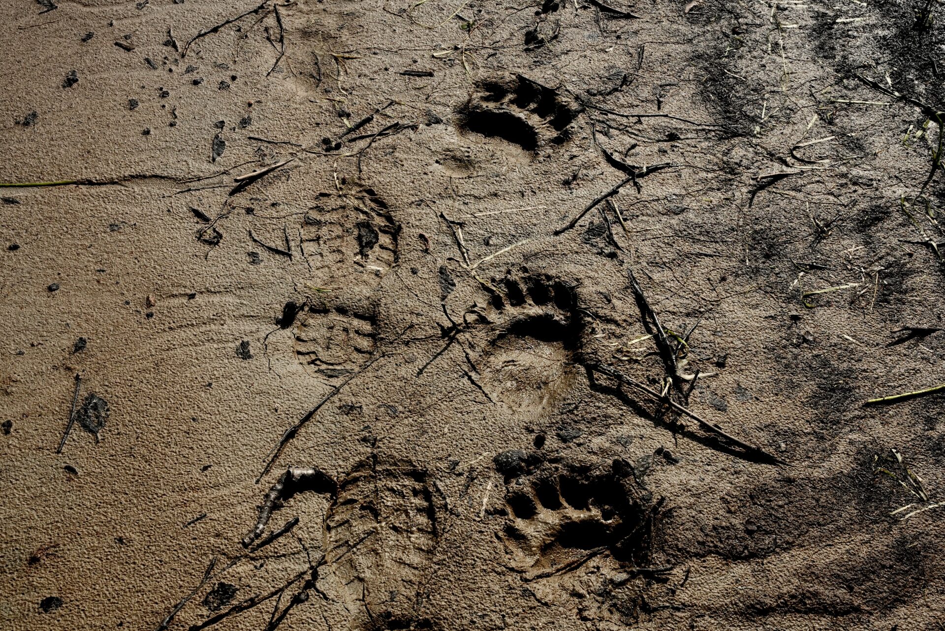 Bear and human footprints in mud