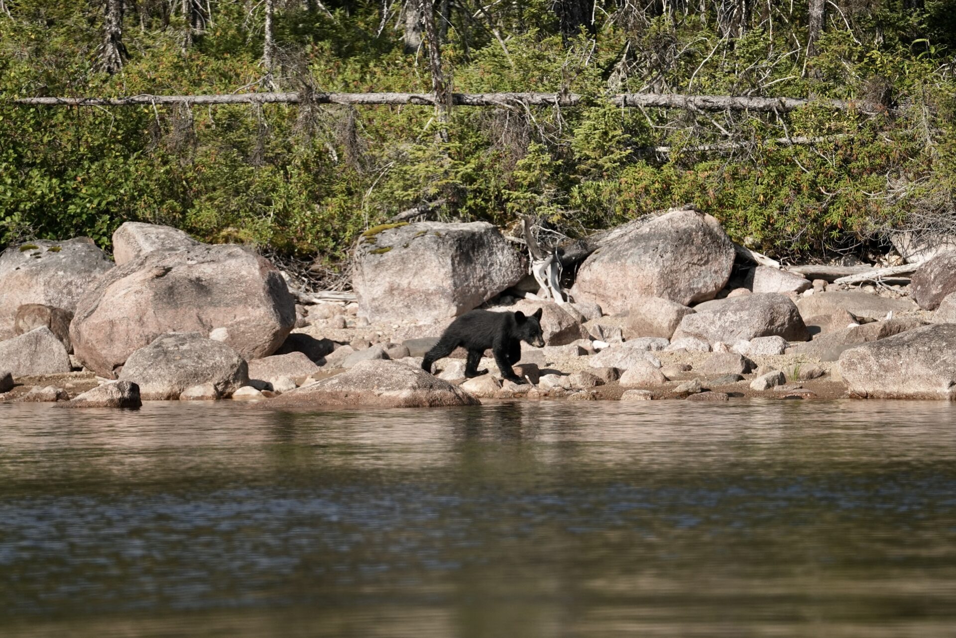 Black bear cub on rocky lakeshore