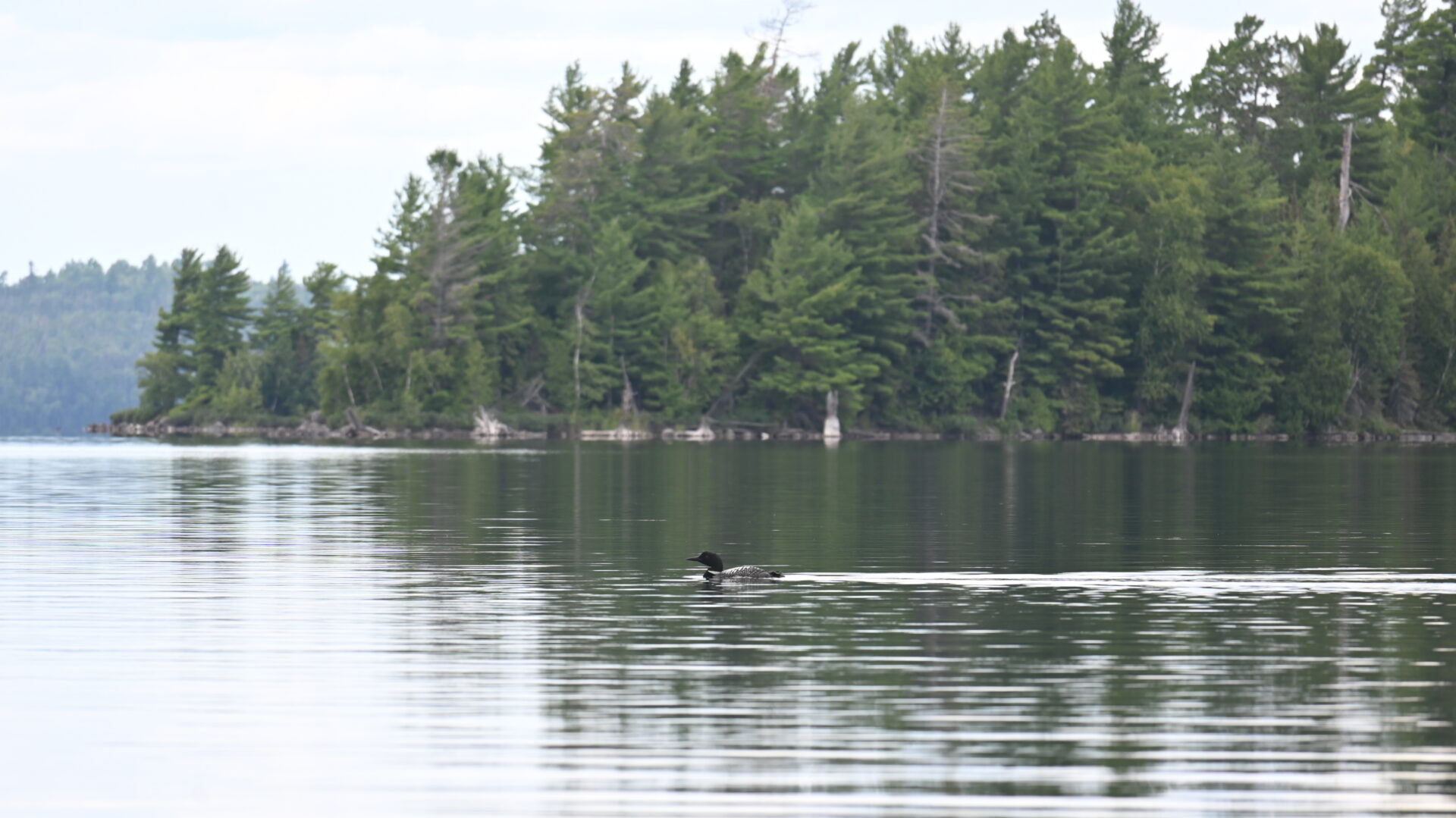 Loon swimming on calm lake with forest backdrop