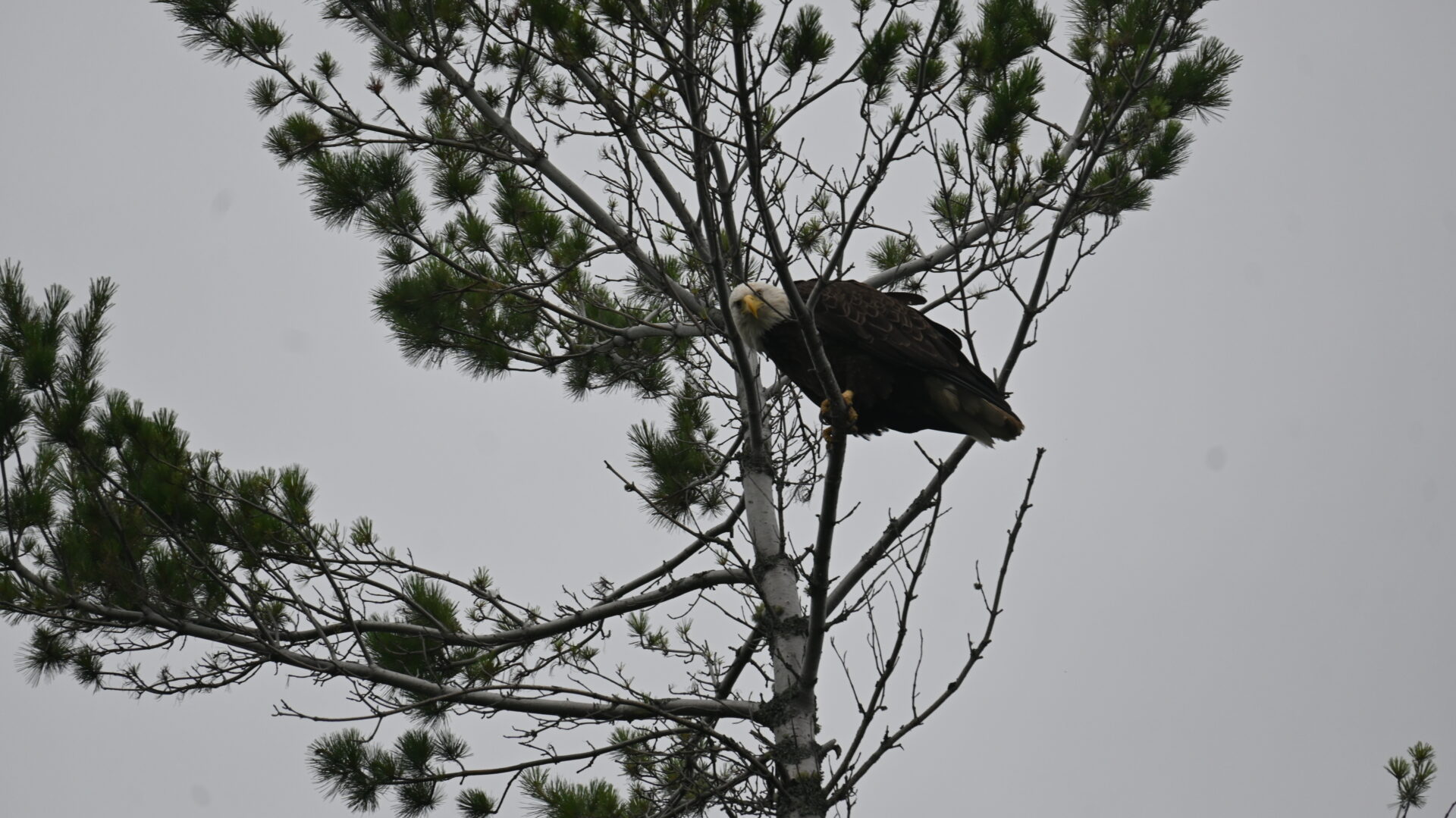 Eagle perched on a tree branch