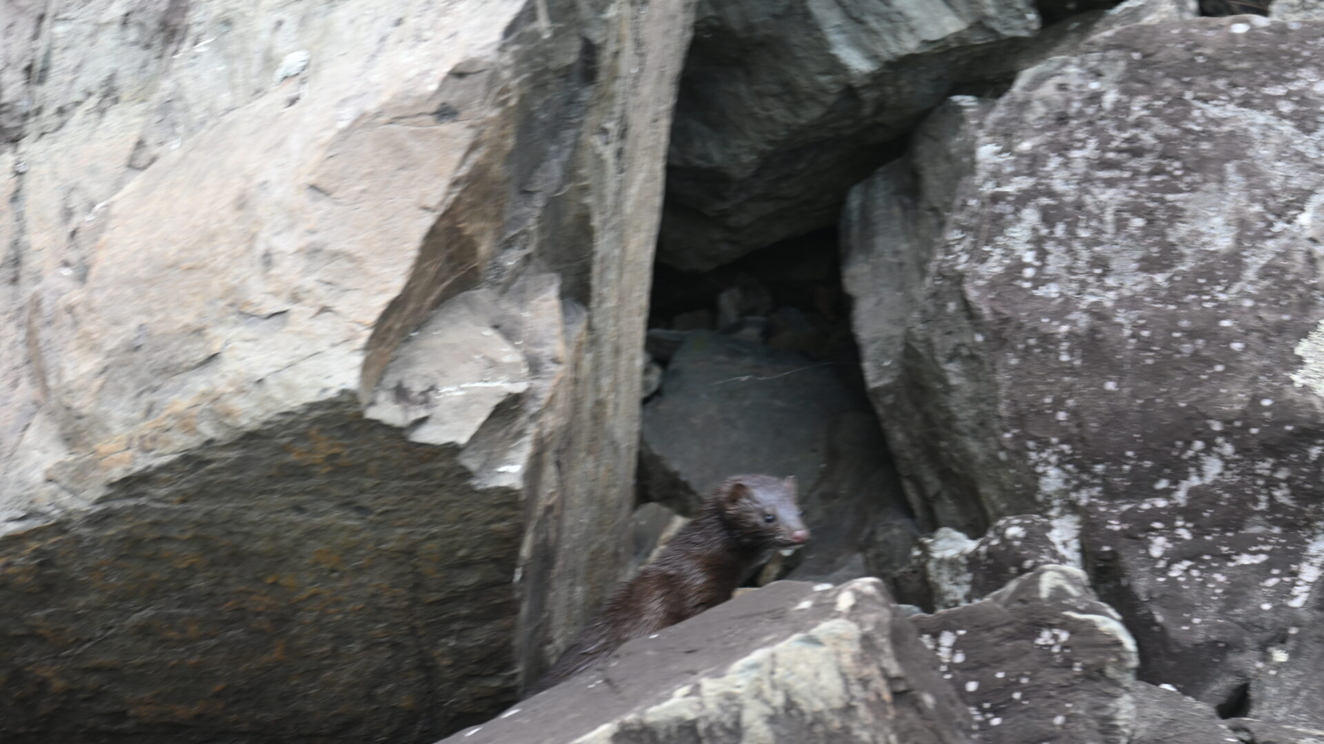 Mink among large rocks in the wild.