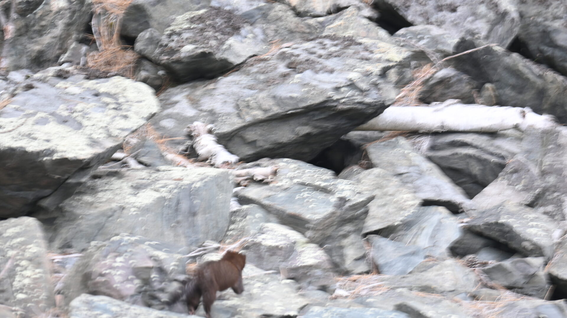 Bear climbing rocky terrain with snowy patches