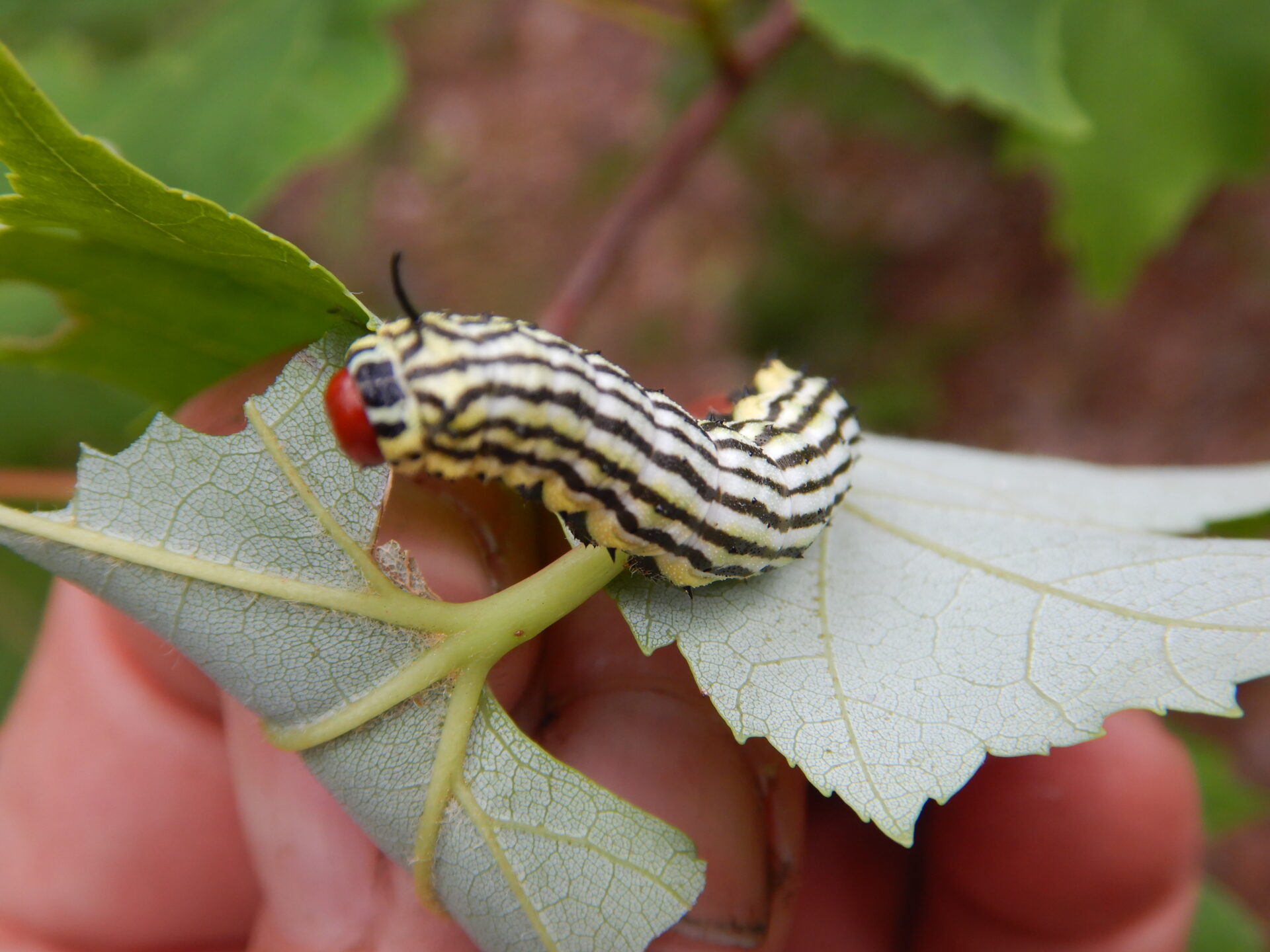 Striped caterpillar on green leaf.