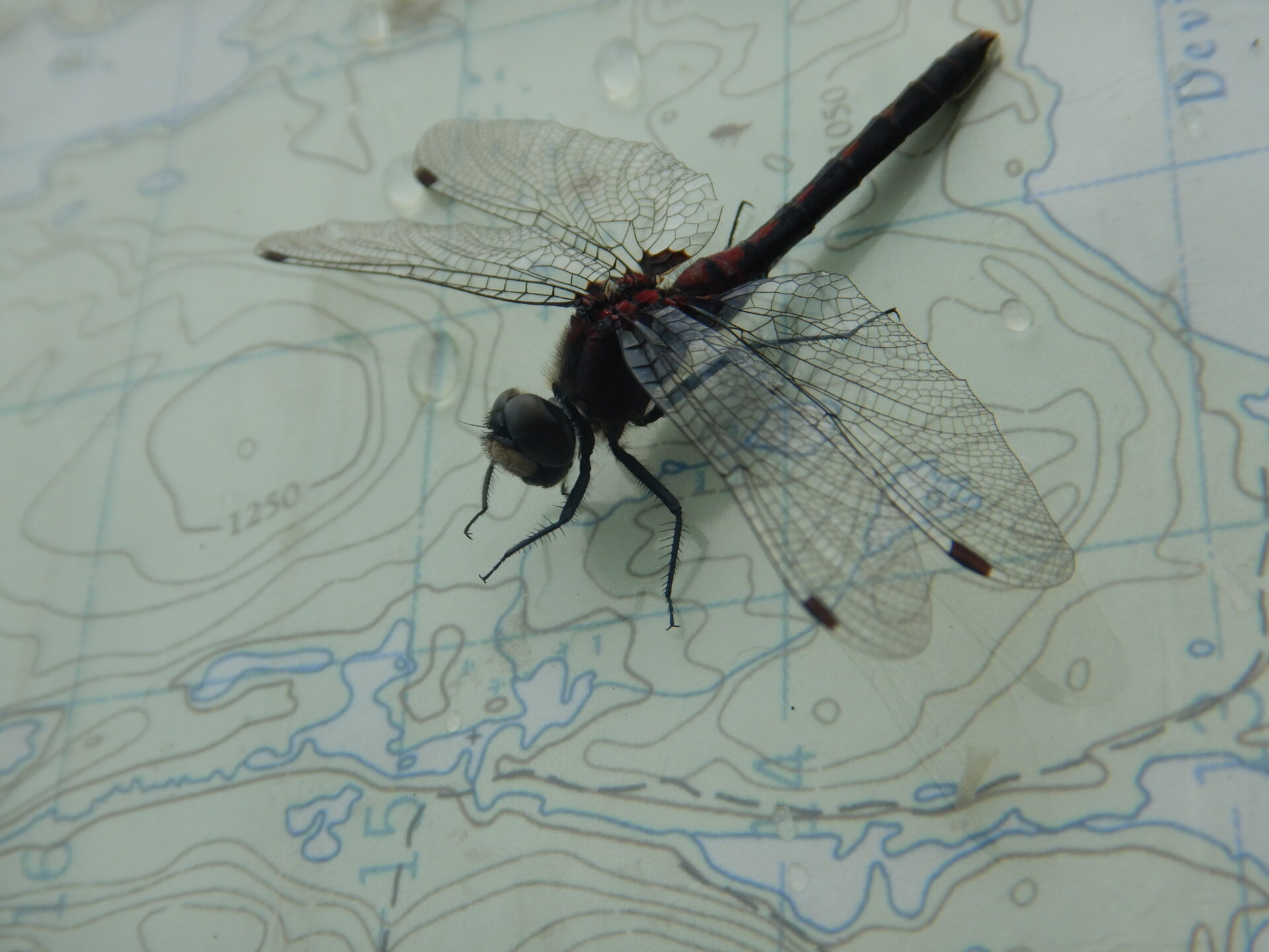 Dragonfly resting on a detailed map.