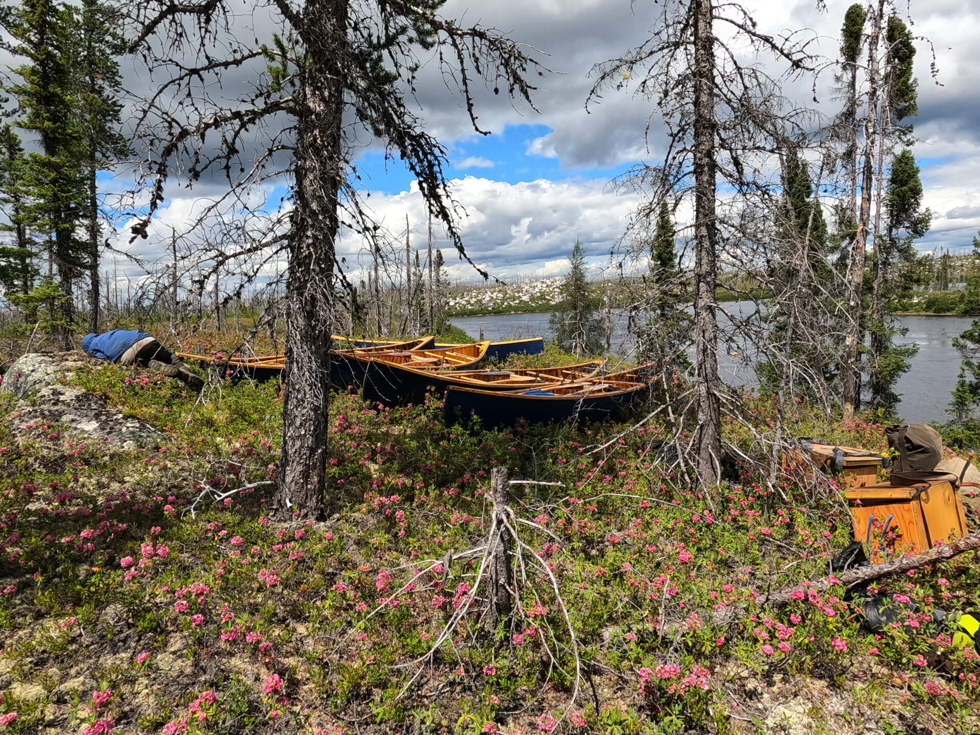 Boats and forest near a lake with flowers