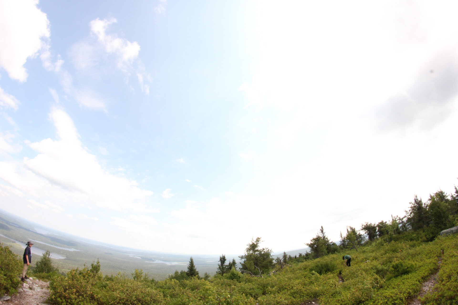 Scenic view of forested landscape and sky