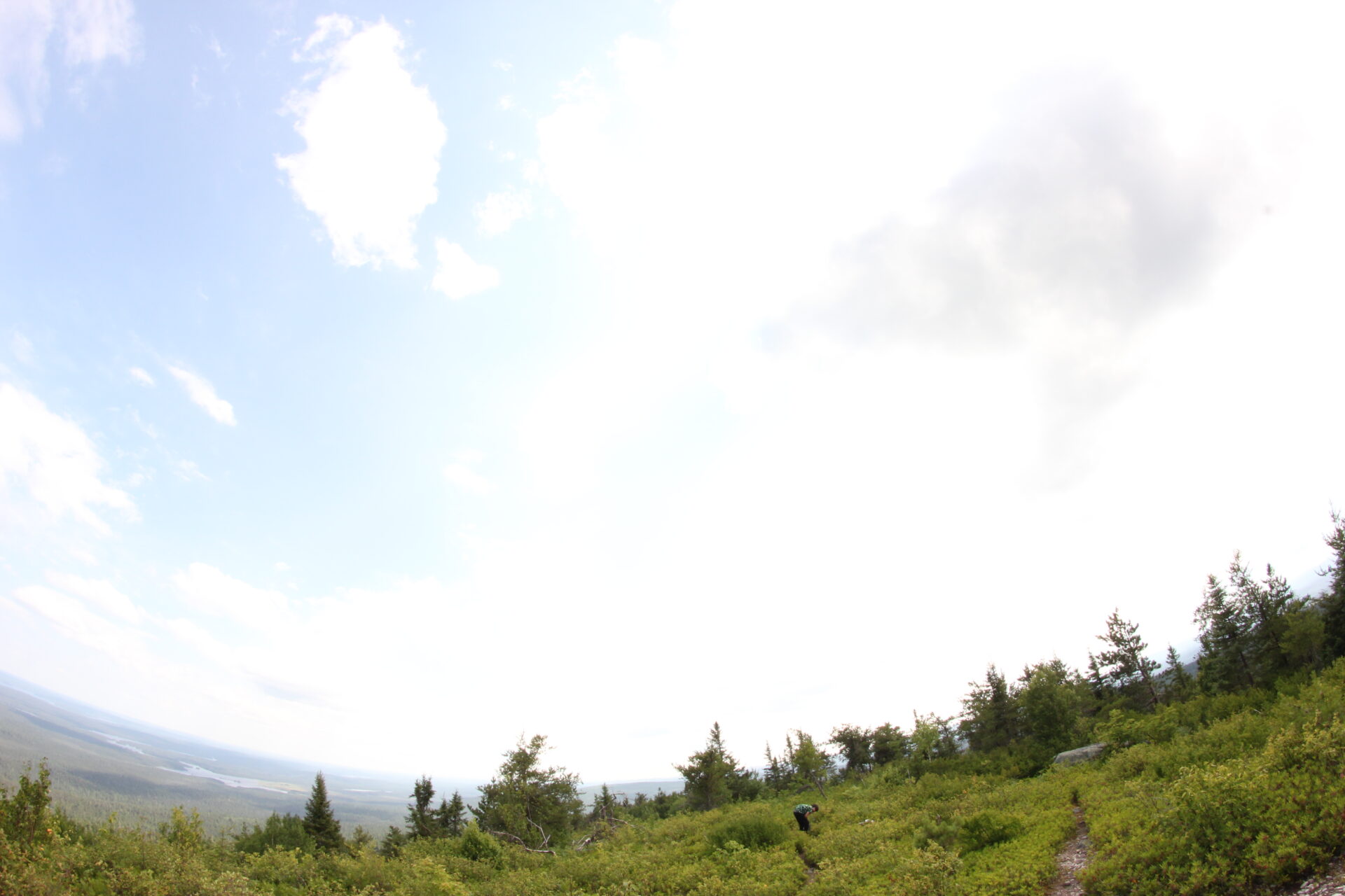 Sunny forest landscape with blue sky