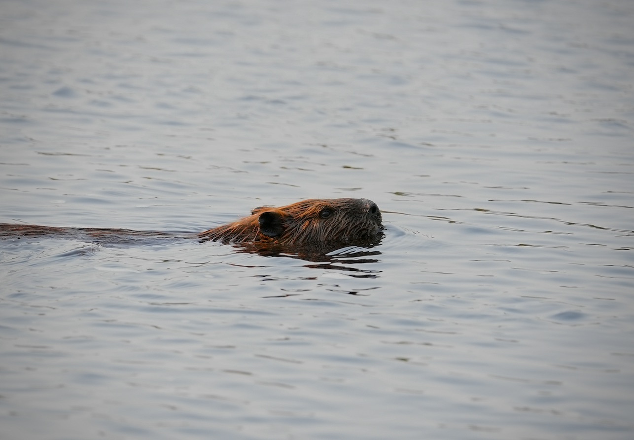 Beaver swimming in calm water