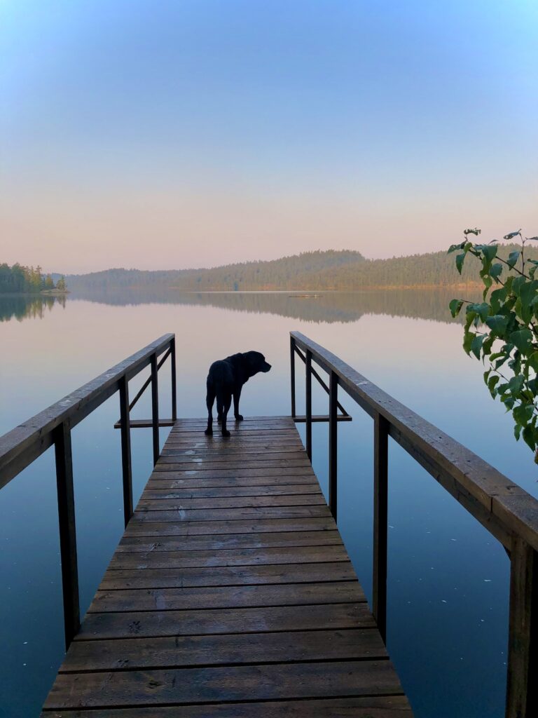 Dog standing on dock overlooking calm lake